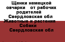 Щенки немецкой овчарки ( от рабочих родителей) - Свердловская обл. Животные и растения » Собаки   . Свердловская обл.